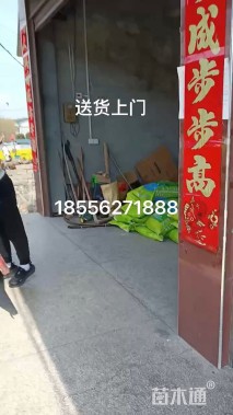 四季青草坪种子