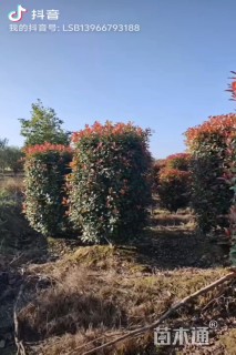 高度200厘米红叶石楠柱