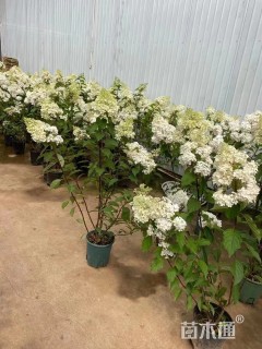 高度100厘米木绣球