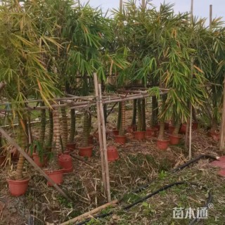 容器苗罗汉竹