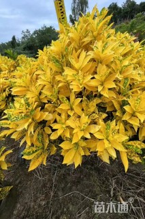 高度40厘米洒金桃叶珊瑚