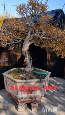 高度200厘米石榴