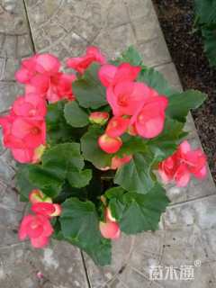 高度15厘米丽格海棠