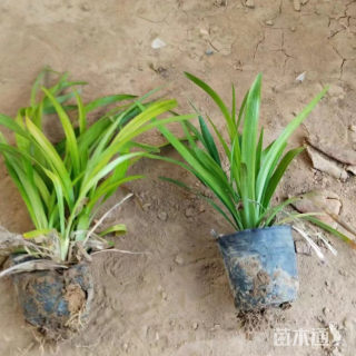 高度15厘米麦冬