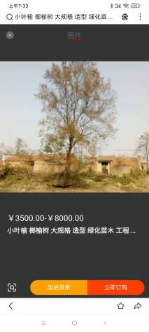 10公分榔榆