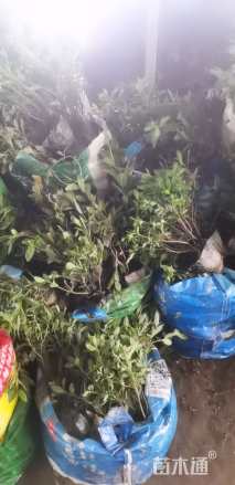 高度30厘米毛鹃