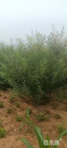 高度250厘米杞柳