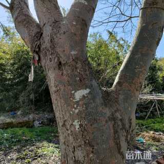 50公分榉树