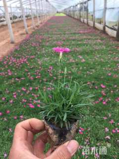 高度10厘米欧石竹