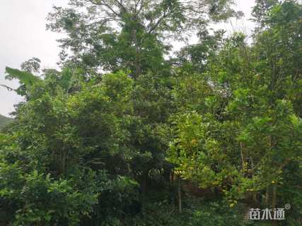 22公分黄花梨