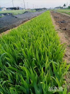 高度30厘米鸢尾