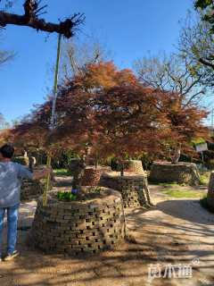 高度280厘米羽毛枫