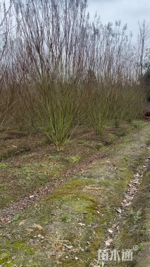 高度400厘米丛生紫薇