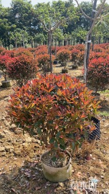 冠幅80厘米红叶石楠球