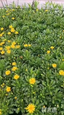 高度30厘米黄金菊