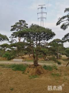 移栽苗造型油松