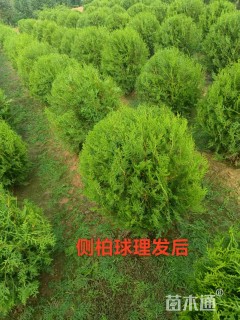 高度50厘米侧柏球