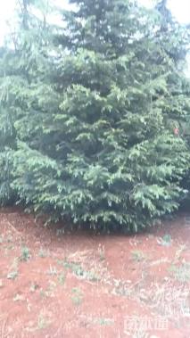 高度500厘米雪松