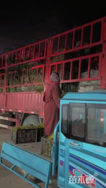 高度20厘米牵牛