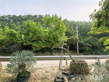 12公分红果冬青