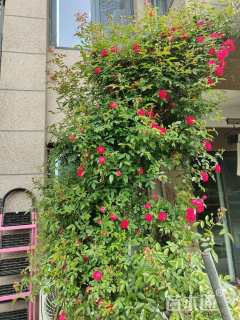 高度100厘米木香