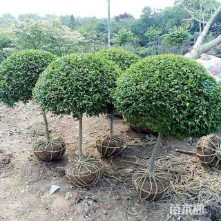 冠幅100厘米小叶女贞球