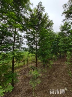 11公分水杉
