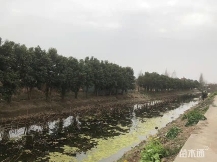 高度400厘米丛生大叶女贞