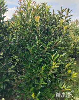 高度200厘米法国冬青