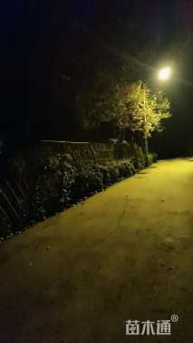 高度1000厘米雪松