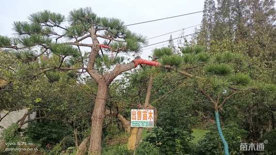 高度150厘米小叶黄杨