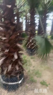 裸干高130厘米华棕