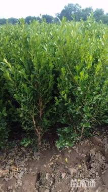 高度80厘米高山黄杨