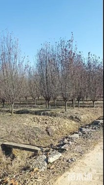 11公分绚丽海棠