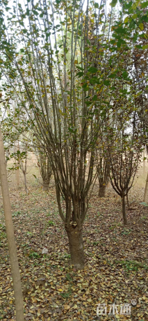 12公分西府海棠