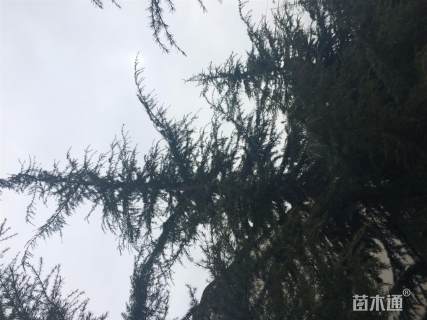 高度900厘米雪松