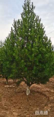 高度500厘米白皮松