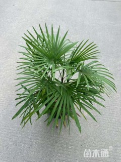 裸干高60厘米金山棕