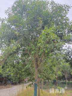 13公分大叶女贞