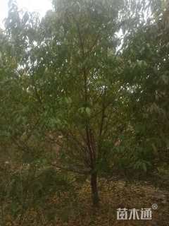 12公分红叶碧桃