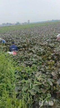 高度15厘米睡莲