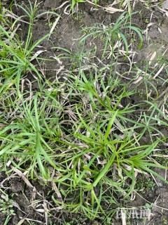 高度25厘米旱伞草