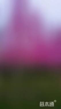 高度280厘米紫荆