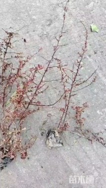 高度40厘米小丑火棘