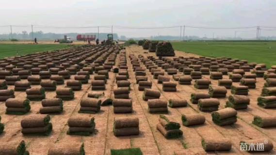 草卷状百慕大草