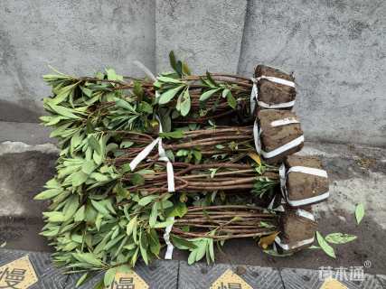 高度80厘米结香球