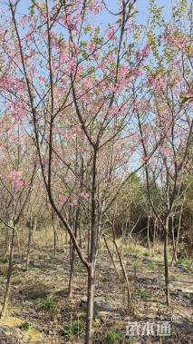 7公分樱花