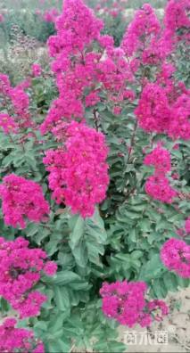 高度100厘米丁香