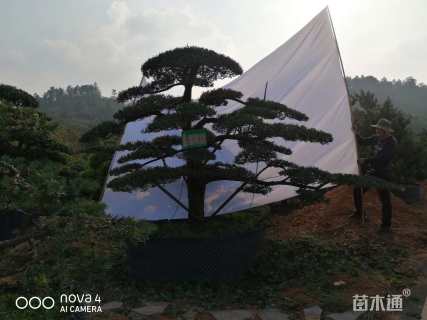 移栽苗造型罗汉松
