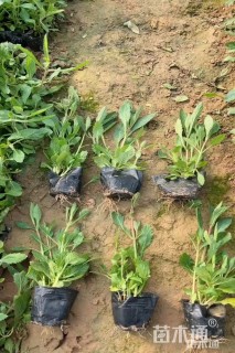 高度15厘米柳叶马鞭草